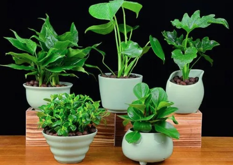 綠植吸甲醛