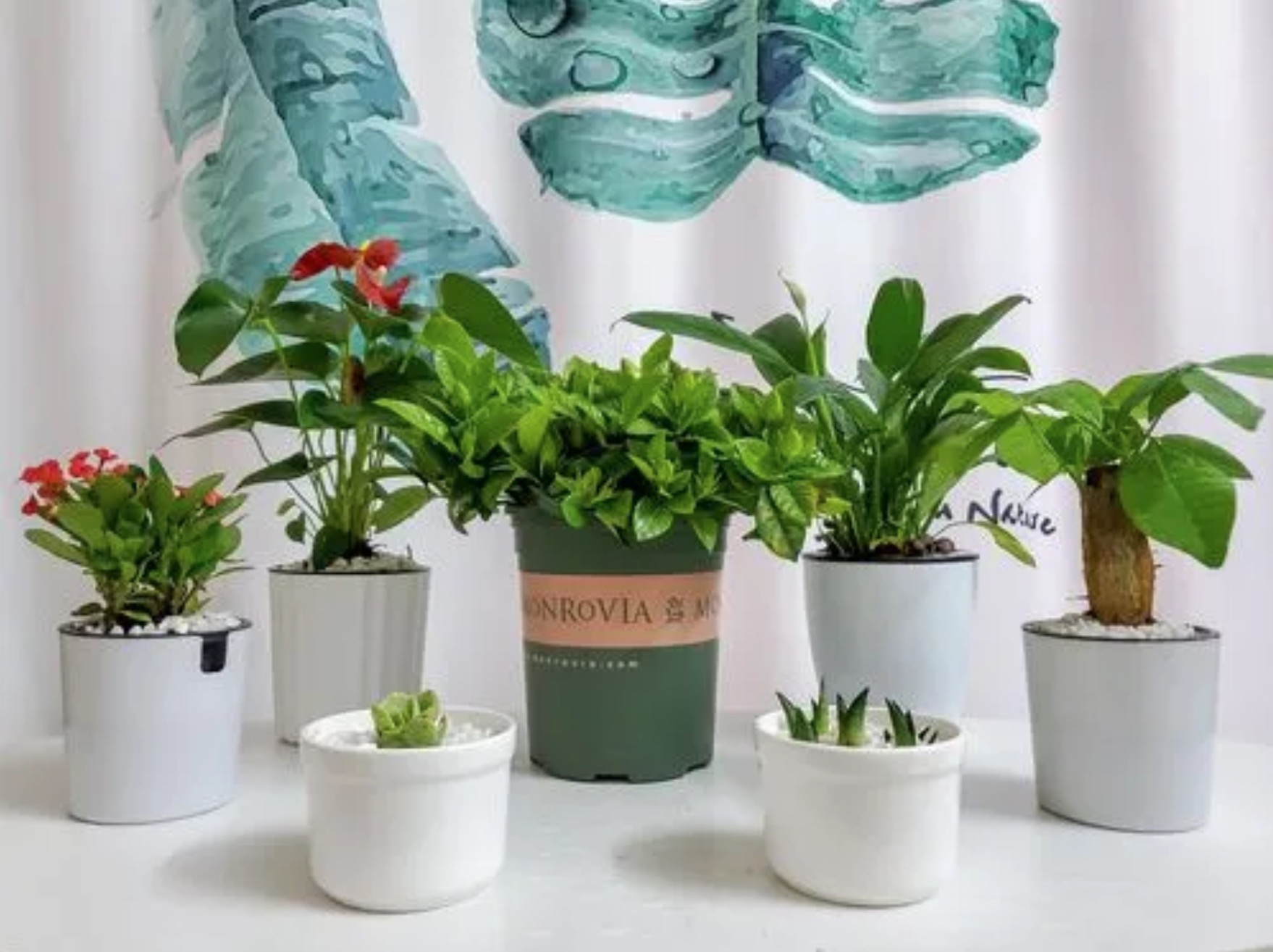 綠植除甲醛