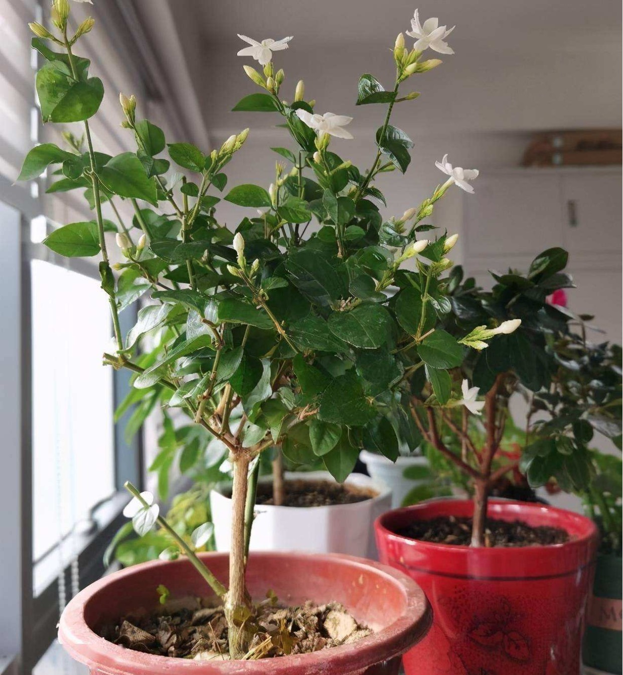 什么花能起到除甲醛的作用？