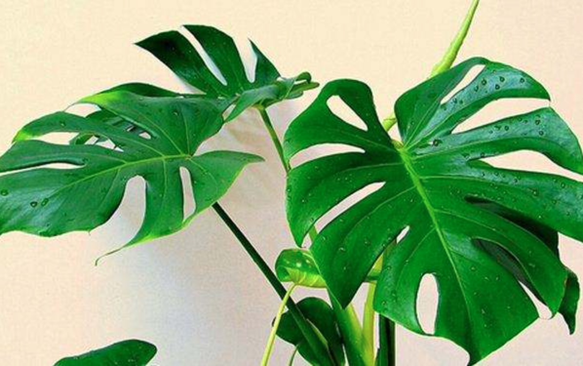 綠植除甲醛