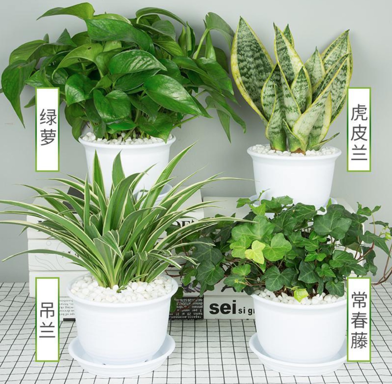 除甲醛的綠植