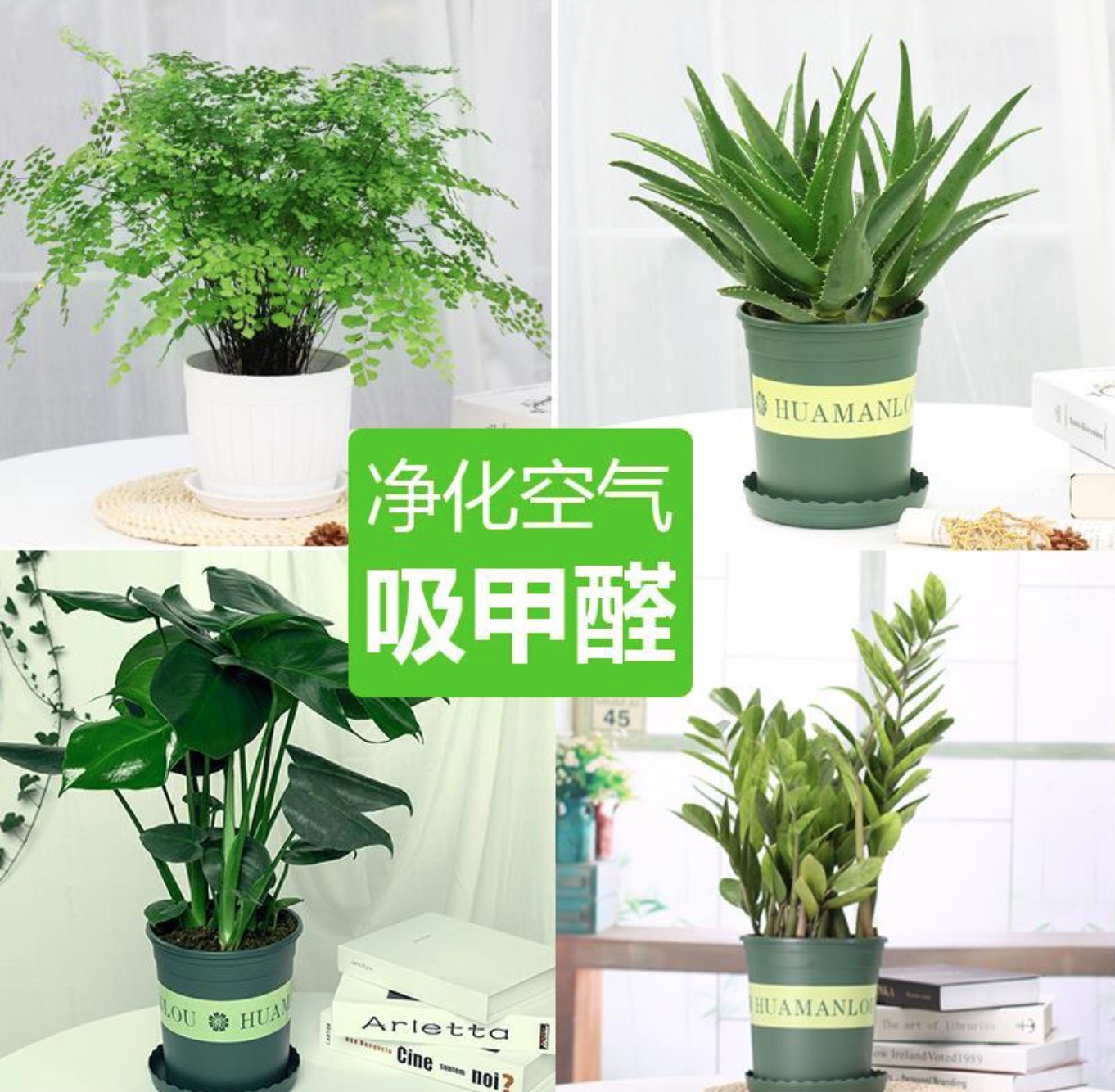 綠植吸甲醛