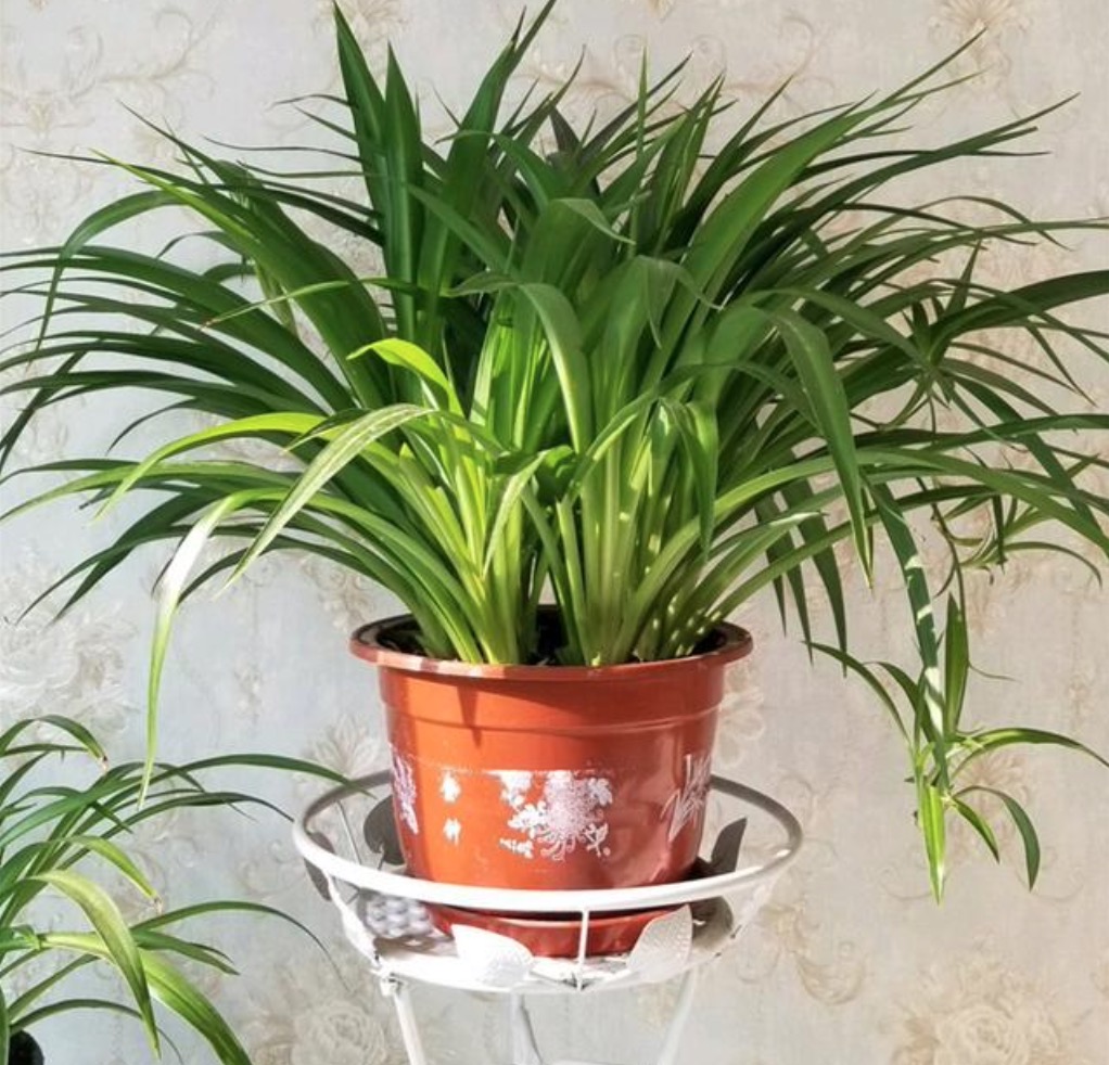 家里有甲醛，想用綠植進行吸附，應該選哪些植物呢？