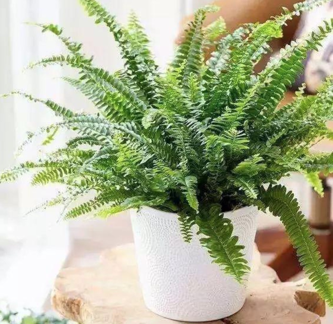 家里有甲醛，想用綠植進行吸附，應該選哪些植物呢？