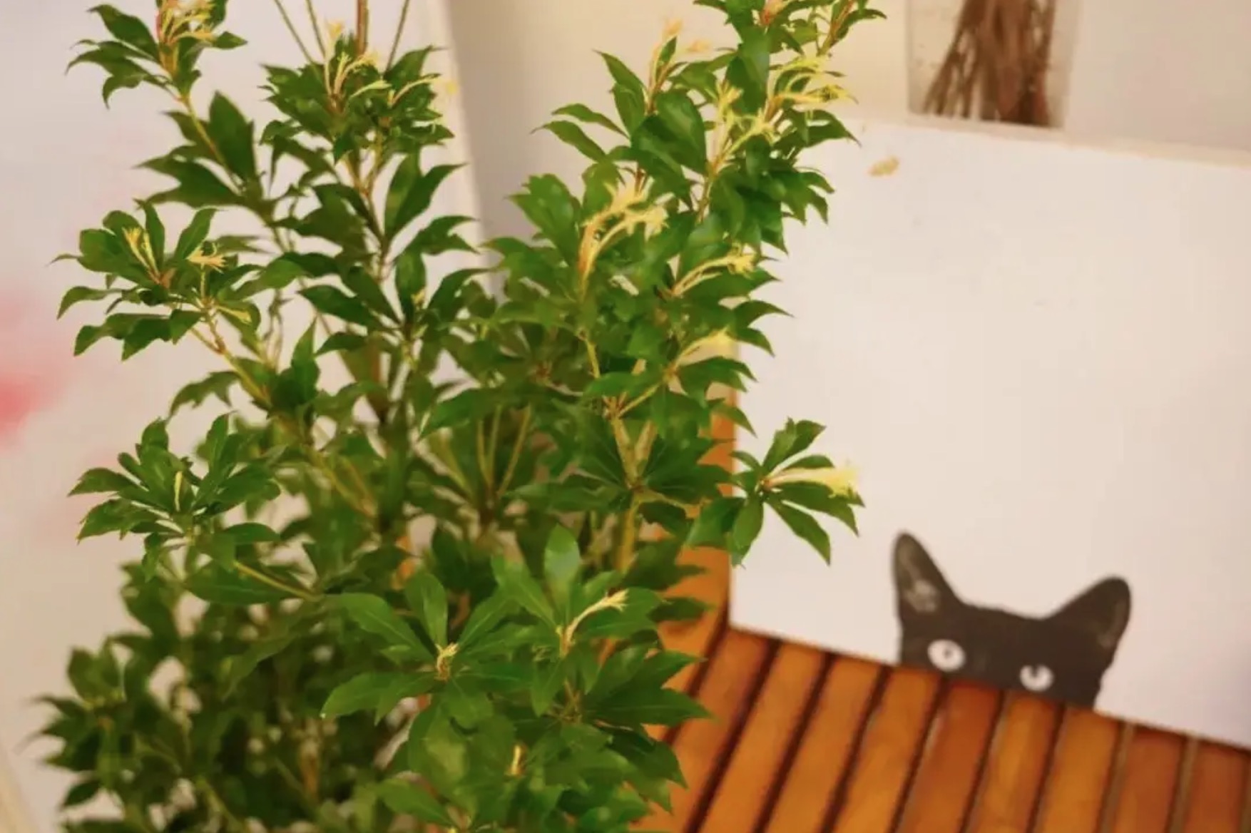 家里買了一盆馬醉木，能吸甲醛嗎？