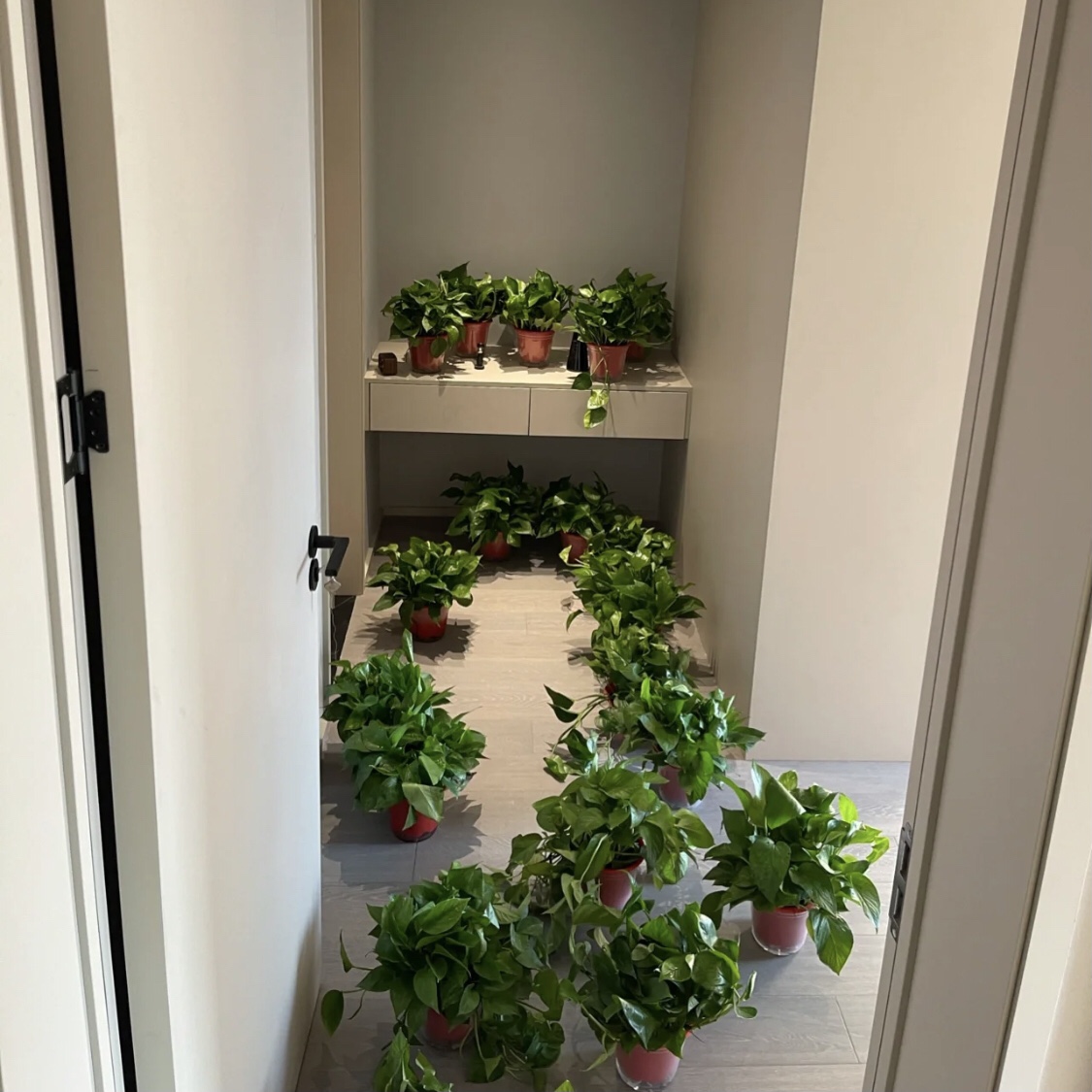 凈化空氣吸甲醛最好的植物有哪些？