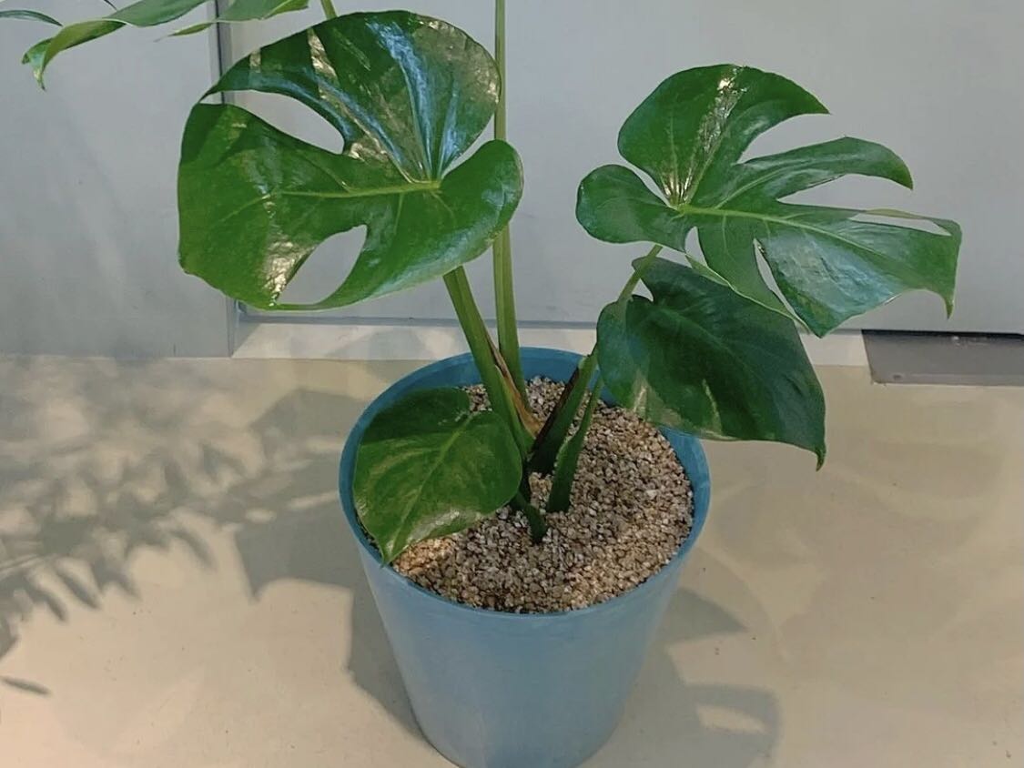 龜背竹除甲醛