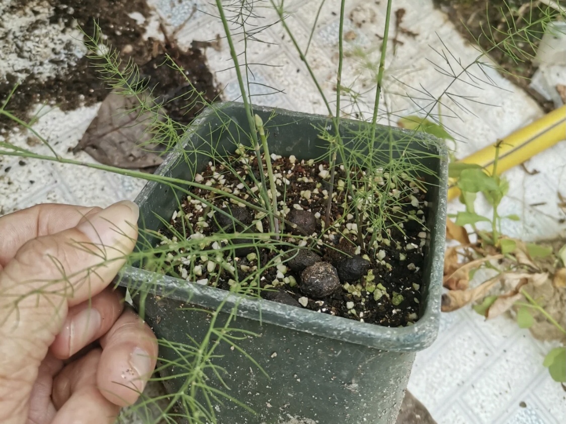 蘆筍吸甲醛