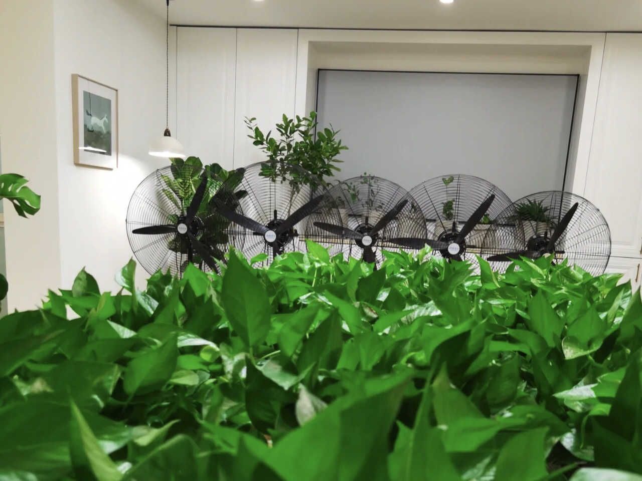 綠植通風(fēng)去除甲醛
