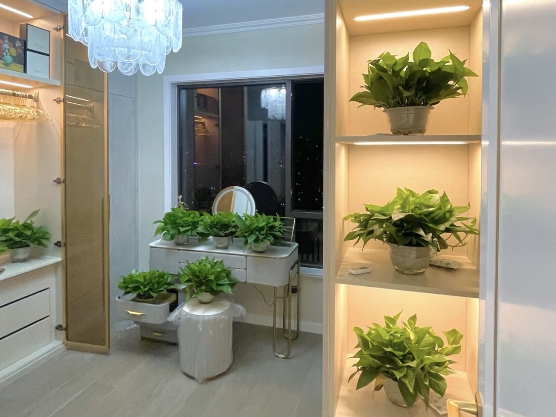 綠植除甲醛