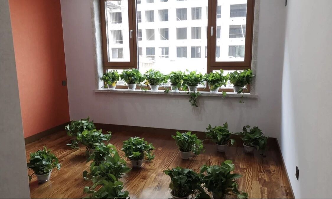 冬季放綠植吸甲醛