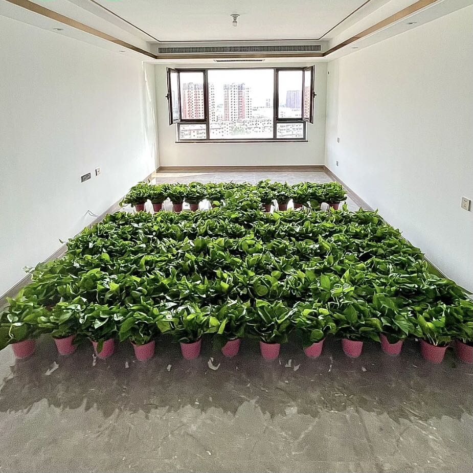 綠植吸甲醛
