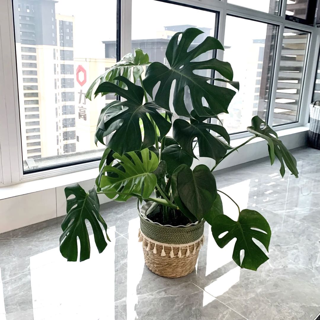 龜背竹