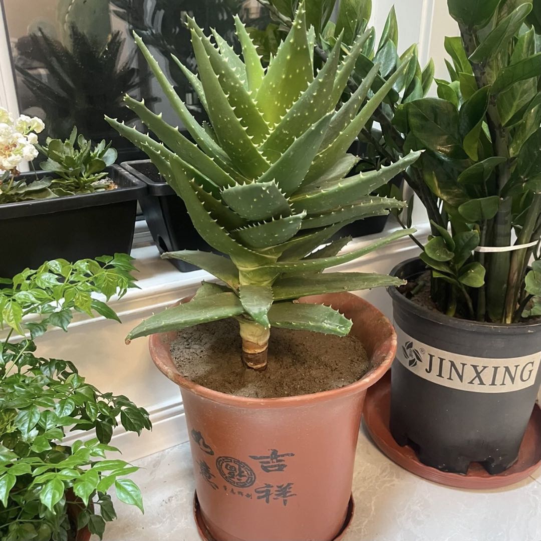 蘆薈