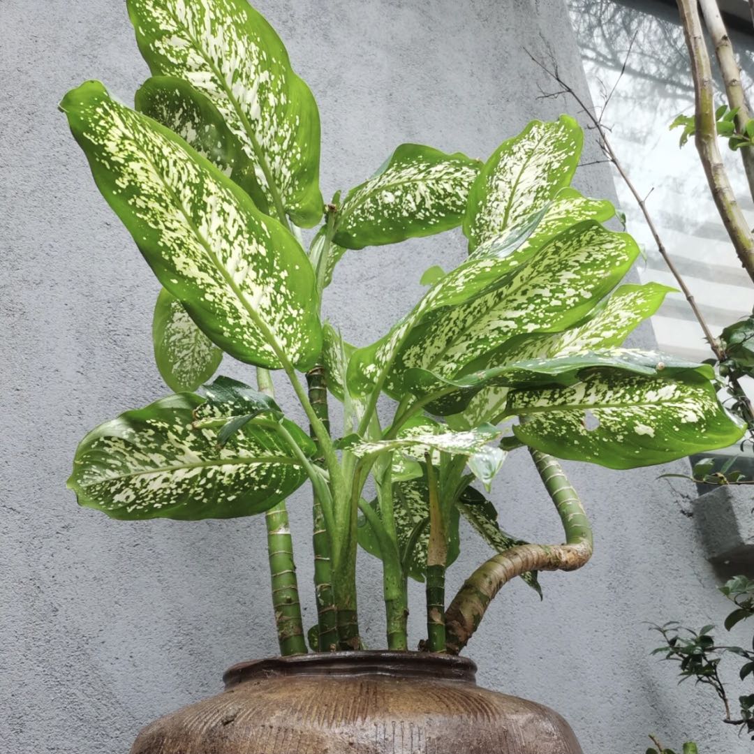 花葉萬(wàn)年青