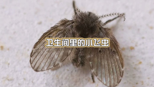 衛(wèi)生間的蛾蚋可以直接用手拍死嗎？