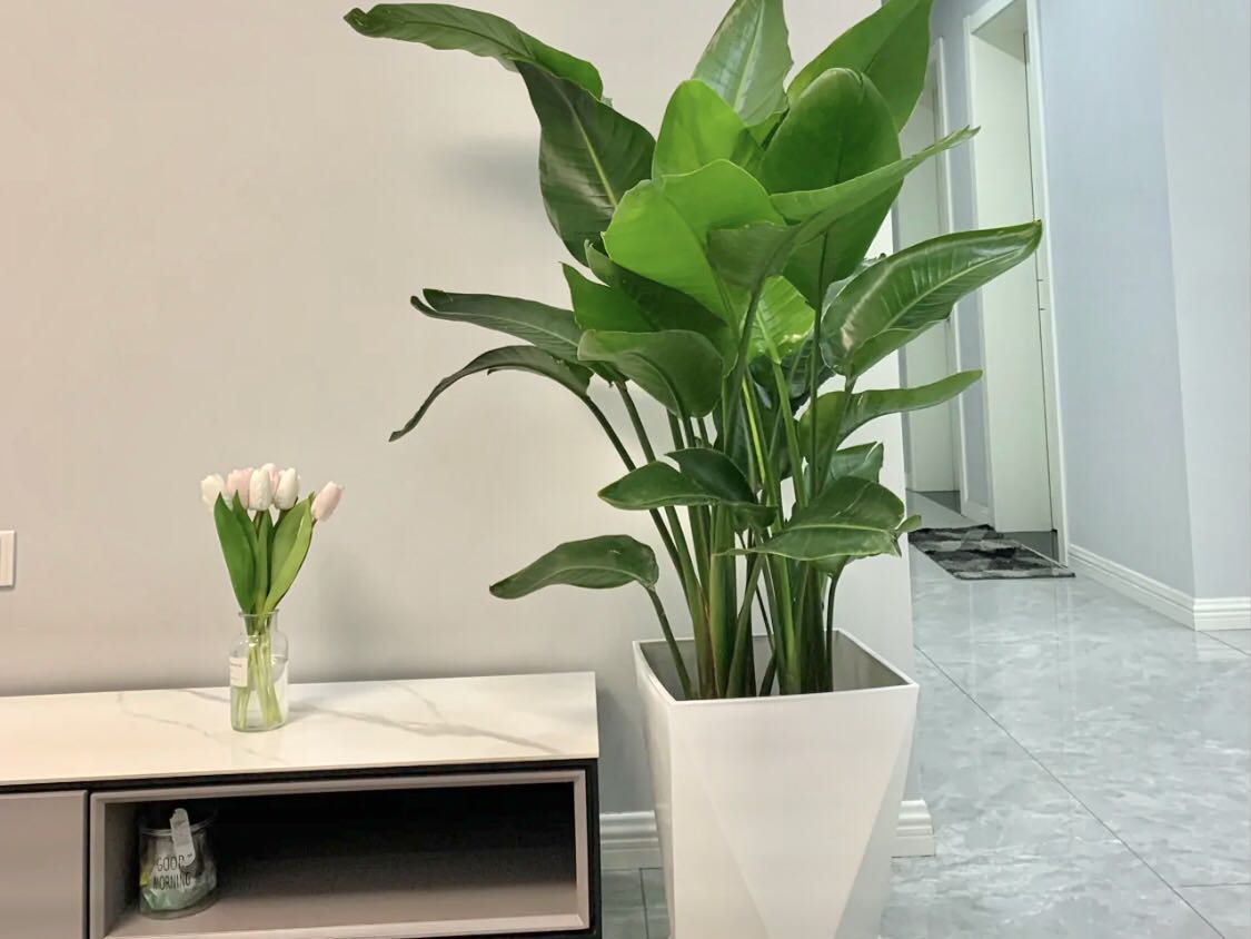綠植法
