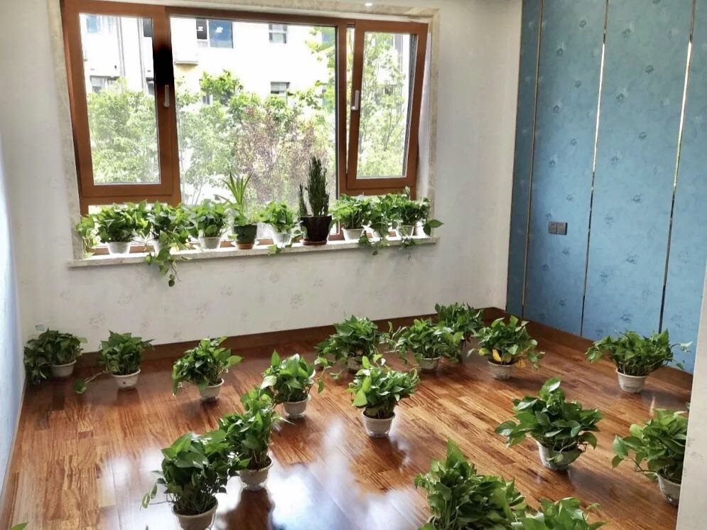 綠色植物