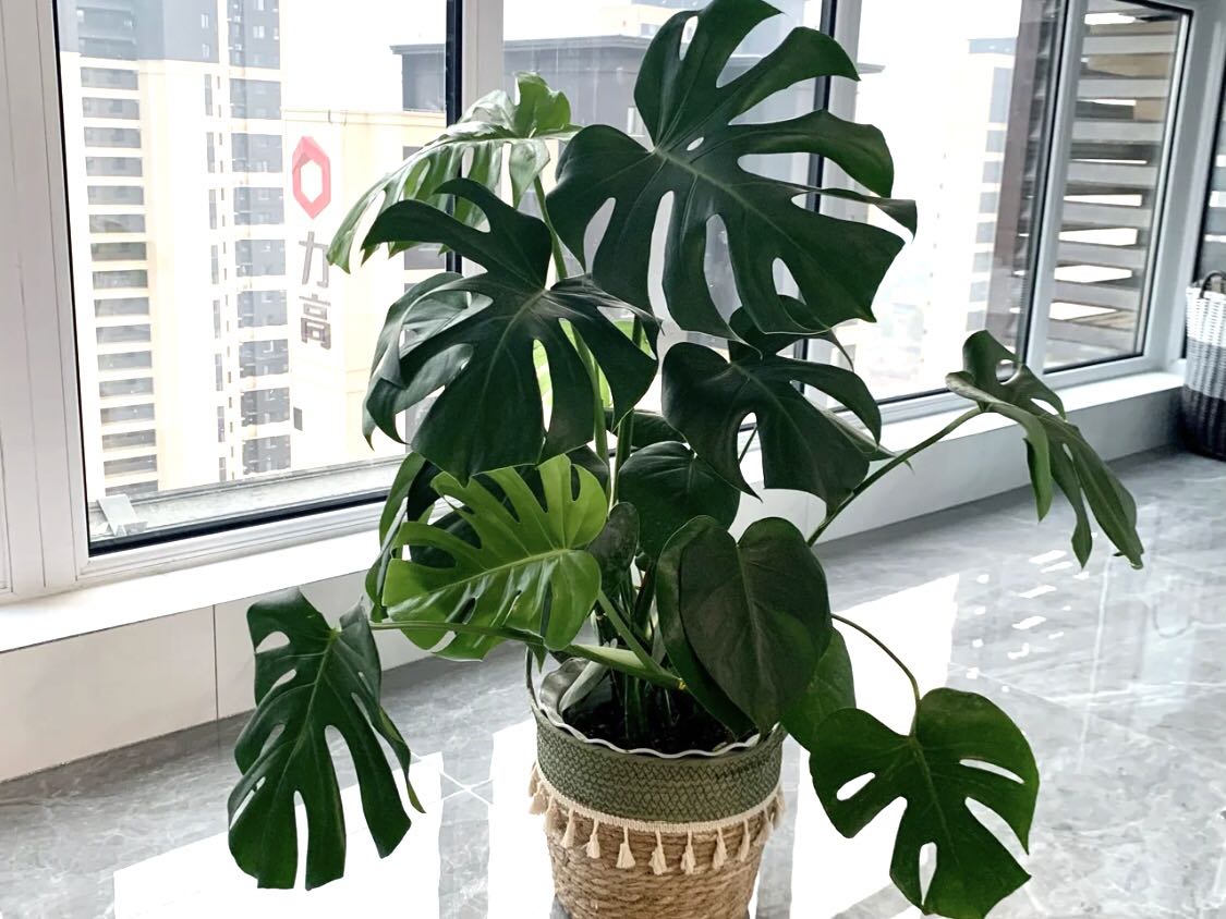 龜背竹