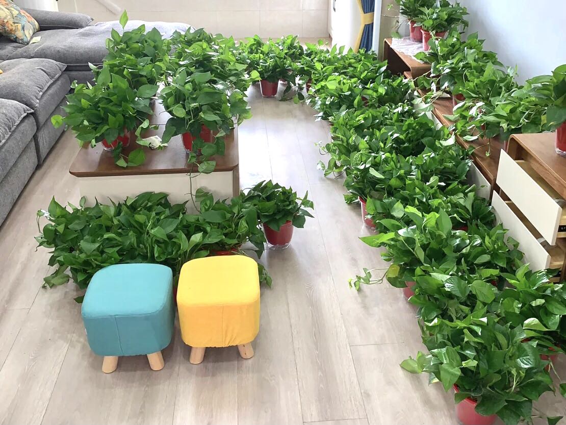 綠植除醛的原理