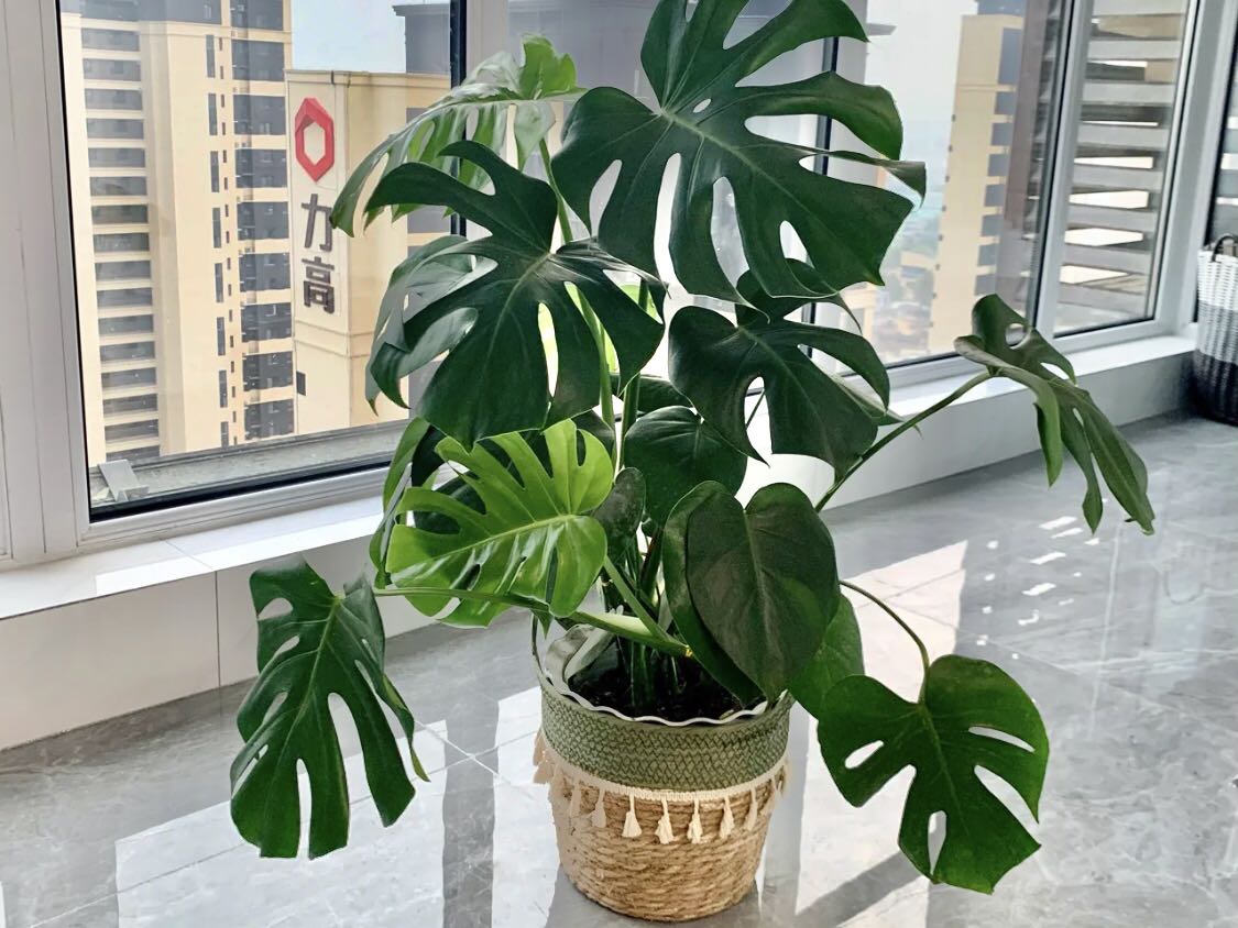 龜背竹