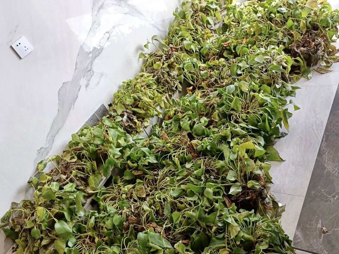 導(dǎo)致綠植死亡