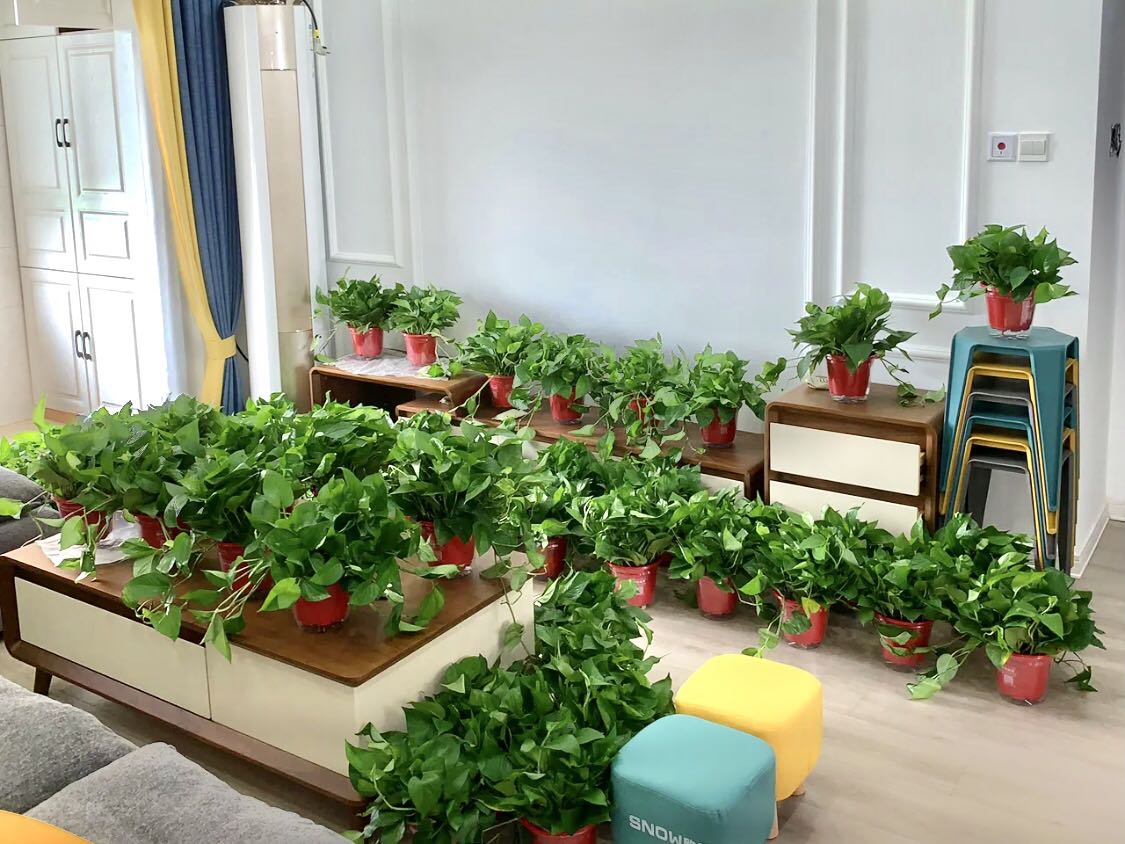 綠色植物