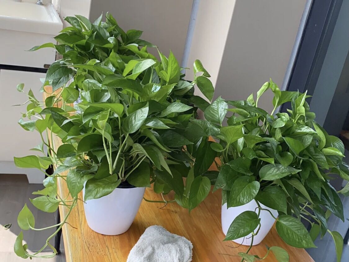 綠植凈化法