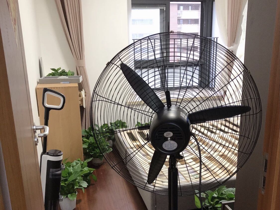 綠色植物