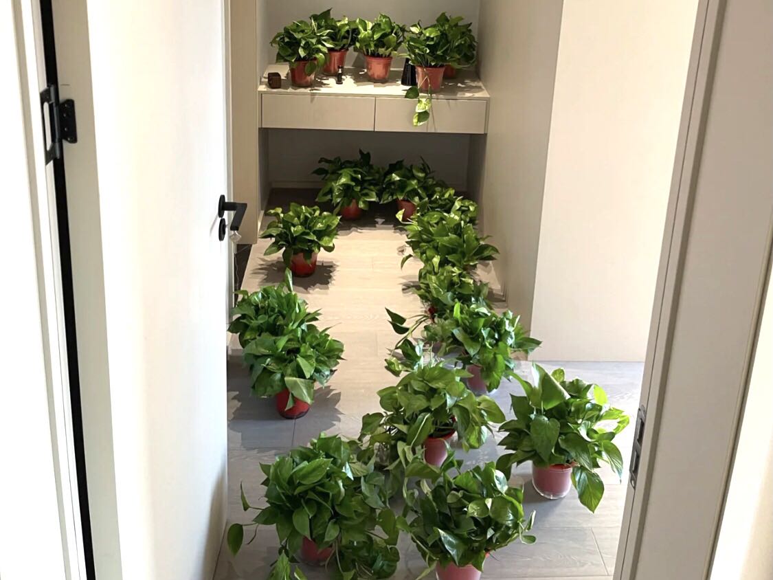 綠色植物去甲醛