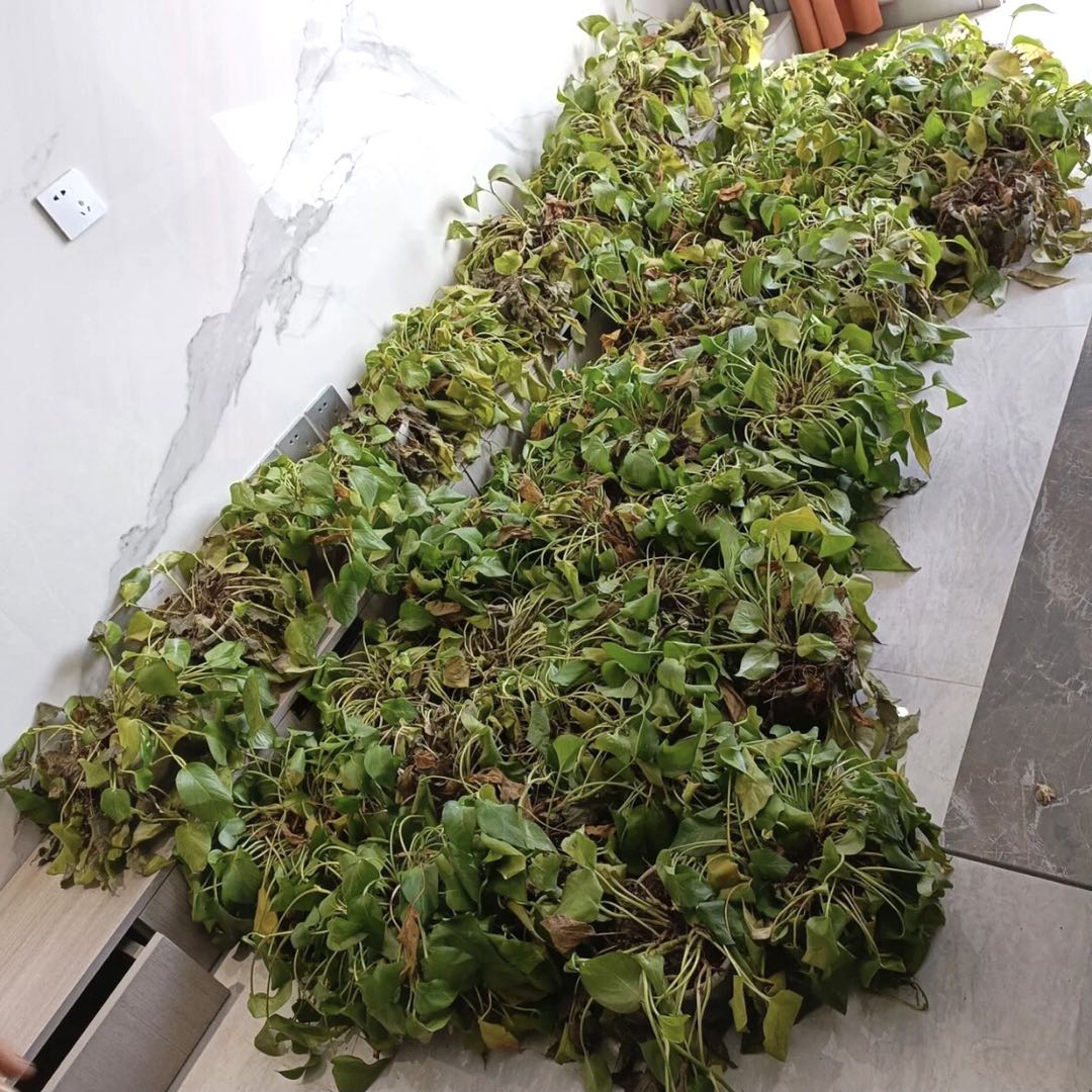植物會(huì)干枯死亡