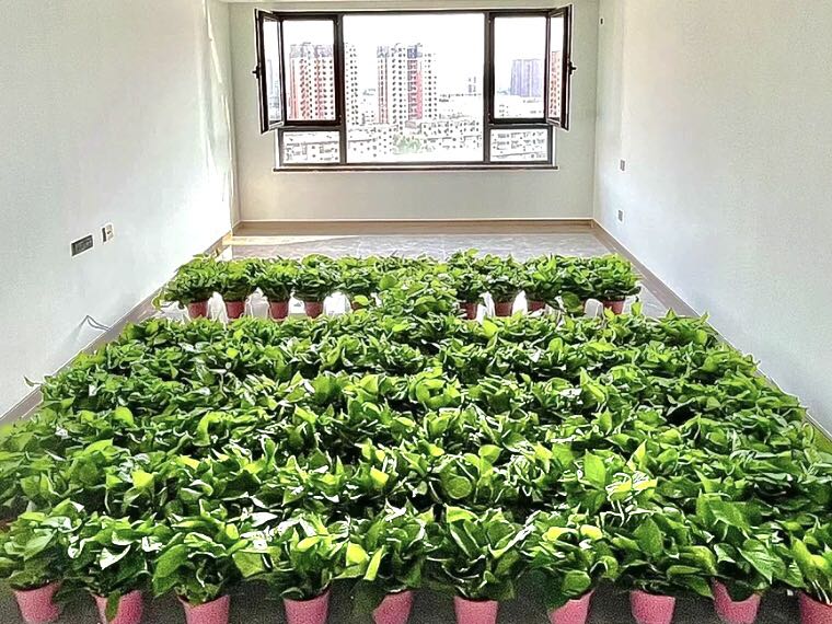 綠蘿除甲醛要當(dāng)多少盆才行？