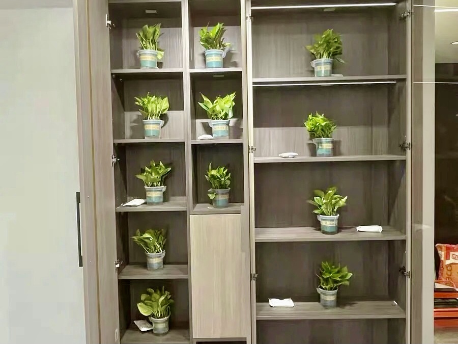 綠植除甲醛