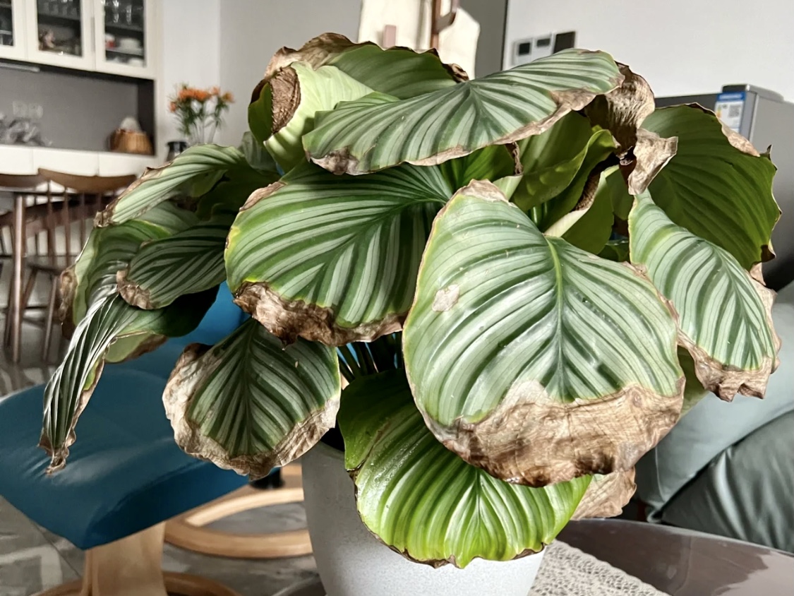 家里綠植常枯黃？養(yǎng)不好！這5個(gè)點(diǎn)可能是原因！
