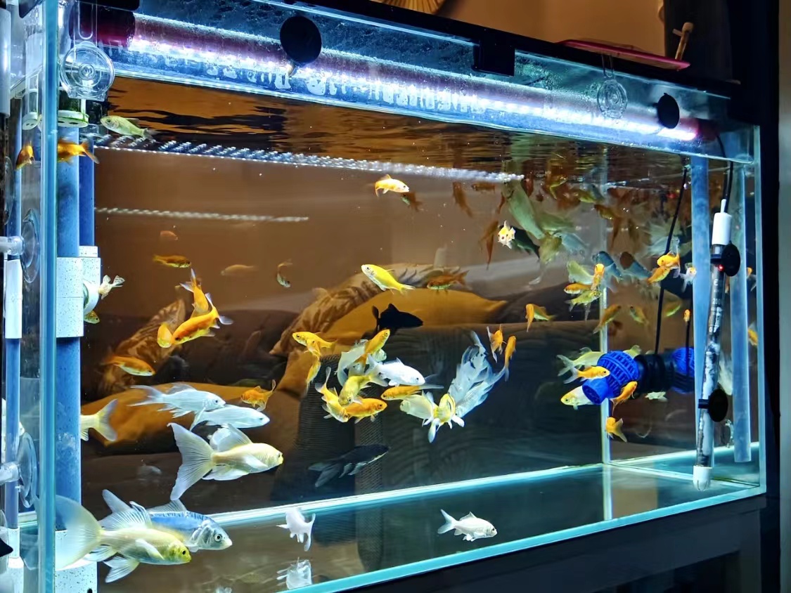 魚缸怎么清洗更干凈？